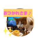 チビ＆あつ子 ときどき亀さん（個別スタンプ：7）