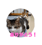 チビ＆あつ子 ときどき亀さん（個別スタンプ：10）
