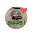 チビ＆あつ子 ときどき亀さん（個別スタンプ：11）