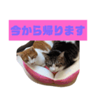 チビ＆あつ子 ときどき亀さん（個別スタンプ：13）