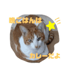 チビ＆あつ子 ときどき亀さん（個別スタンプ：16）