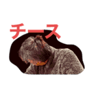 ウォーキング野郎❗️しんちゃん2（個別スタンプ：2）