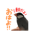 川﨑家の文鳥ぽこちゃんのスタンプ（個別スタンプ：1）