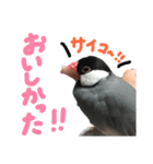 川﨑家の文鳥ぽこちゃんのスタンプ（個別スタンプ：8）