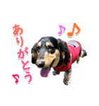 ミニチュアダックスフンド琥太郎のスタンプ（個別スタンプ：4）