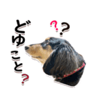 ミニチュアダックスフンド琥太郎のスタンプ（個別スタンプ：7）