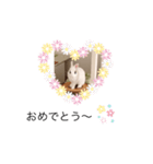 ウサギ好きさんのスタンプ（個別スタンプ：3）