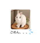 ウサギ好きさんのスタンプ（個別スタンプ：4）