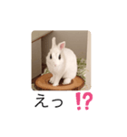 ウサギ好きさんのスタンプ（個別スタンプ：6）