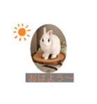 ウサギ好きさんのスタンプ（個別スタンプ：7）