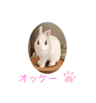 ウサギ好きさんのスタンプ（個別スタンプ：8）