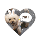 プードルのクゥロンパンチ（個別スタンプ：1）