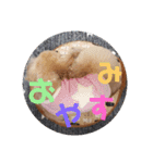 プードルのクゥロンパンチ（個別スタンプ：2）