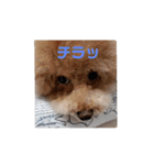 プードルのクゥロンパンチ（個別スタンプ：3）