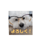 プードルのクゥロンパンチ（個別スタンプ：5）