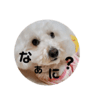 プードルのクゥロンパンチ（個別スタンプ：6）