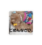 プードルのクゥロンパンチ（個別スタンプ：8）
