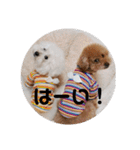 プードルのクゥロンパンチ（個別スタンプ：15）