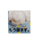 プードルのクゥロンパンチ（個別スタンプ：16）
