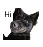 ヴァレリの犬：ランボ（個別スタンプ：1）