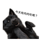 ヴァレリの犬：ランボ（個別スタンプ：2）