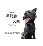 ヴァレリの犬：ランボ（個別スタンプ：10）