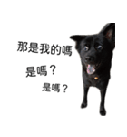 ヴァレリの犬：ランボ（個別スタンプ：11）