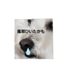 プードルのクゥロンパンチ2（個別スタンプ：7）