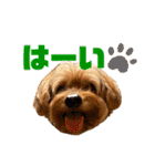 コーちゃんの日常。ときどきミーちゃん（個別スタンプ：1）