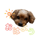 コーちゃんの日常。ときどきミーちゃん（個別スタンプ：5）