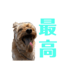 コーちゃんの日常。ときどきミーちゃん（個別スタンプ：8）