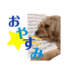 コーちゃんの日常。ときどきミーちゃん（個別スタンプ：13）