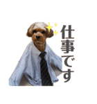 コーちゃんの日常。ときどきミーちゃん（個別スタンプ：21）