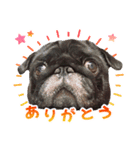黒パグのんちゃん（個別スタンプ：1）