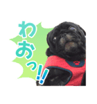 黒パグのんちゃん（個別スタンプ：3）