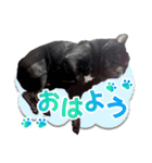 黒パグのんちゃん（個別スタンプ：4）