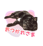 黒パグのんちゃん（個別スタンプ：5）