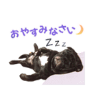 黒パグのんちゃん（個別スタンプ：6）