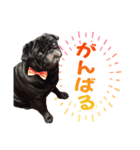 黒パグのんちゃん（個別スタンプ：7）