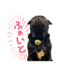 黒パグのんちゃん（個別スタンプ：8）