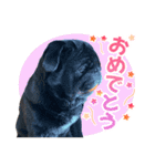 黒パグのんちゃん（個別スタンプ：9）