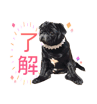 黒パグのんちゃん（個別スタンプ：11）