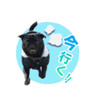 黒パグのんちゃん（個別スタンプ：14）
