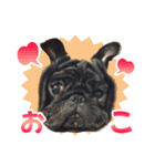 黒パグのんちゃん（個別スタンプ：16）