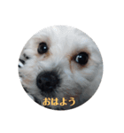 ちゃちゃまめスタンプ（個別スタンプ：1）