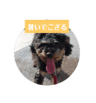 ちゃちゃまめスタンプ（個別スタンプ：8）