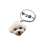 トイプードル モコスタンプ2（個別スタンプ：1）