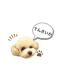 トイプードル モコスタンプ2（個別スタンプ：8）