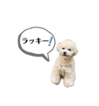 トイプードル モコスタンプ2（個別スタンプ：12）