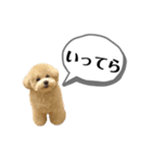 トイプードル モコスタンプ2（個別スタンプ：13）